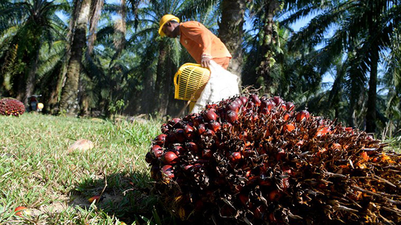 Industri Minyak Sawit Di Malaysia Paling Power Dari Negara Lain!